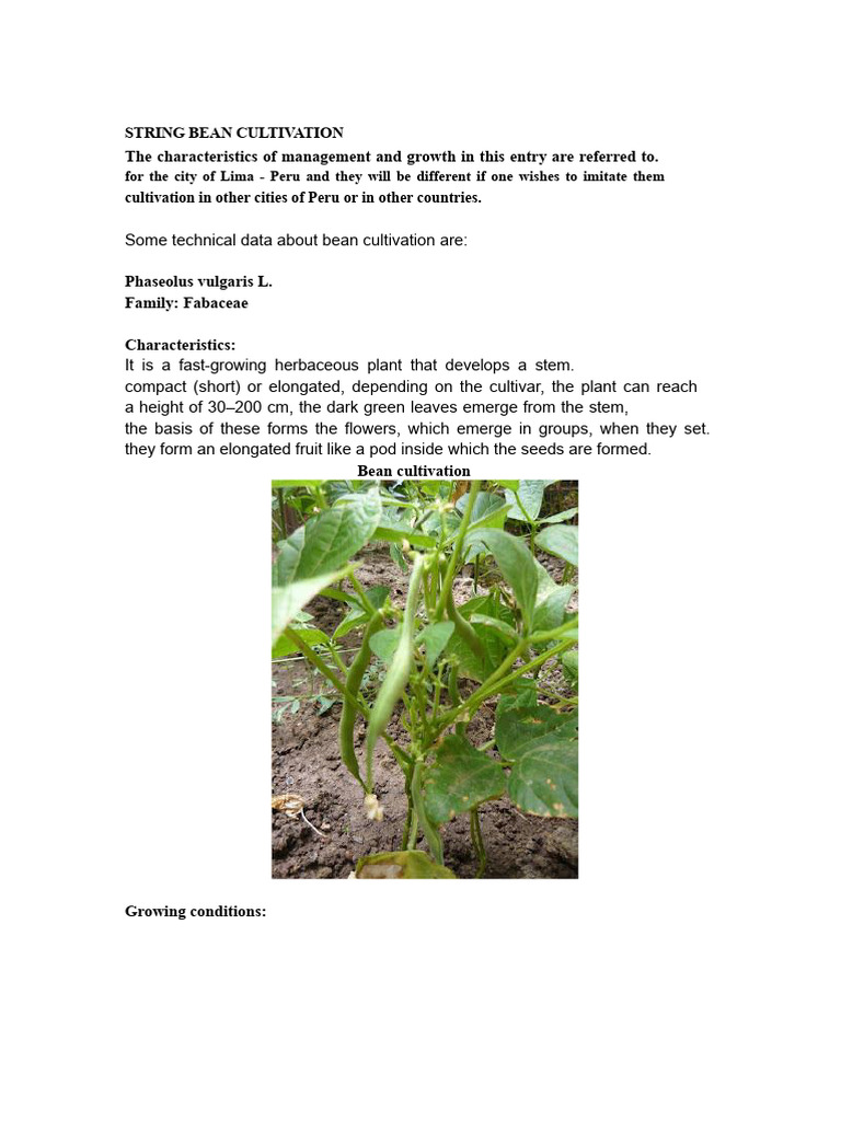Bean Cultivation | PDF | Legume | Sowing