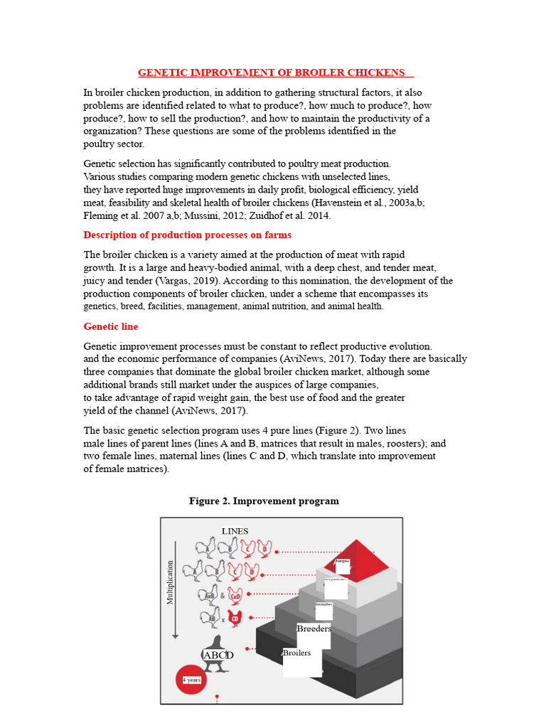 Genetic Improvement in Broiler Chickens | PDF | Broiler | Meat