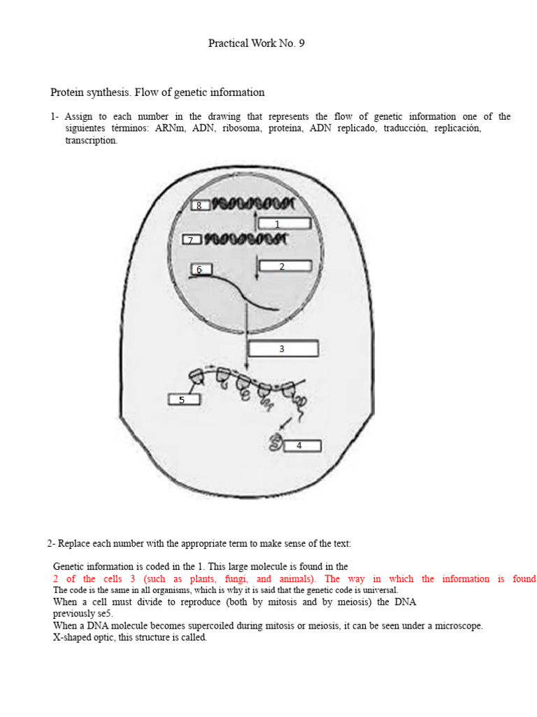 TP 9 Flow of Genetic Information, Protein Synthesis | PDF | Translation ...