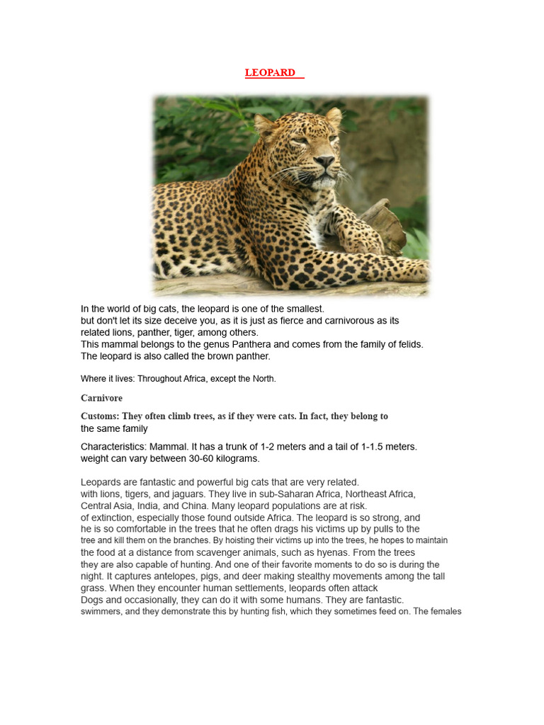 Fascinating Facts About Leopards | PDF | Leopard | Predation