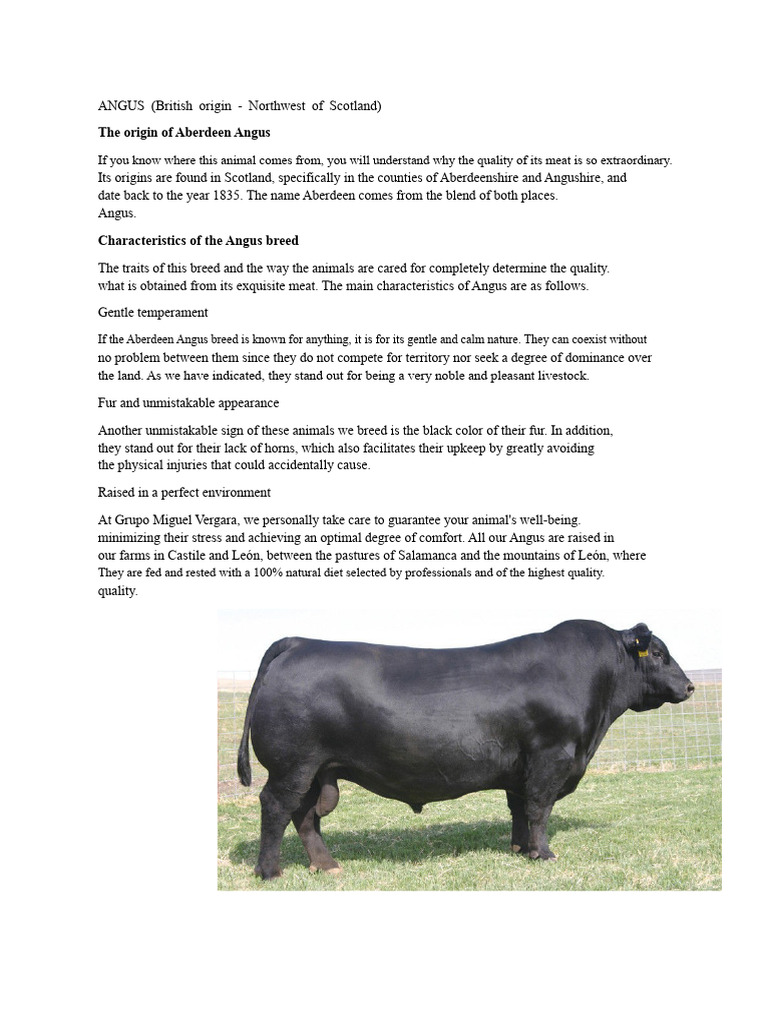 Aberdeen Angus Cattle Overview | PDF | Cattle | Dairy Cattle