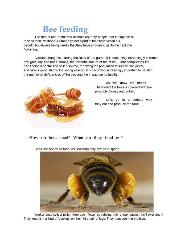 Bee Feeding Habits and Nutrition | PDF | Honey | Bees