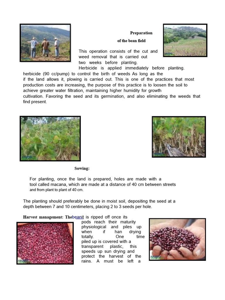 Land Preparation For Beans | PDF | Maize | Sowing