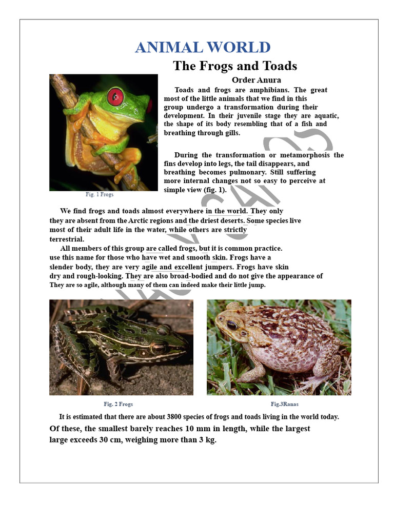 Frogs and Toads | PDF
