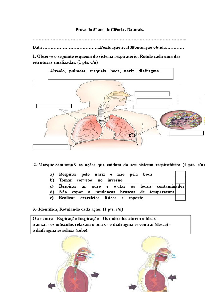 Prova de Ciências Naturais 5º Ano: Sistema Respiratório | PDF ...