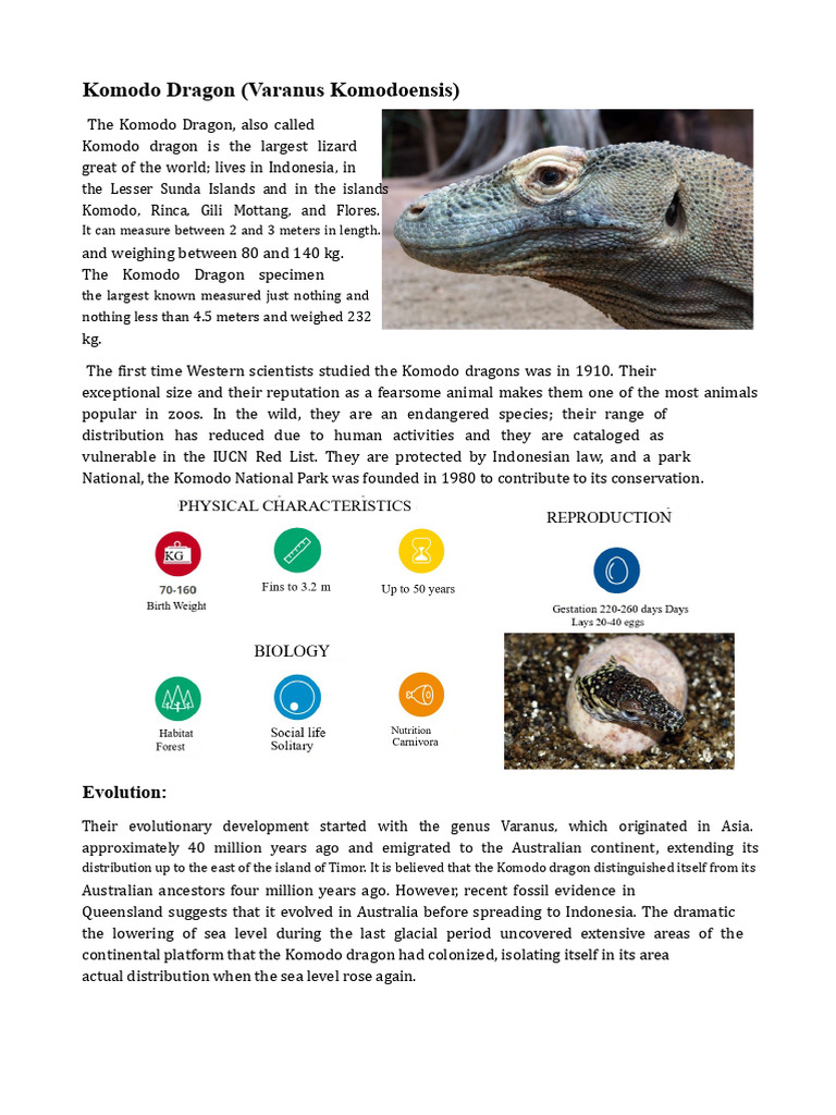 Komodo Dragon | PDF | Komodo Dragon | Biology
