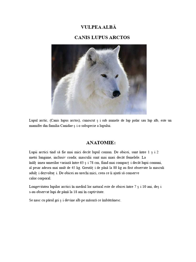 Lupul Alb | PDF