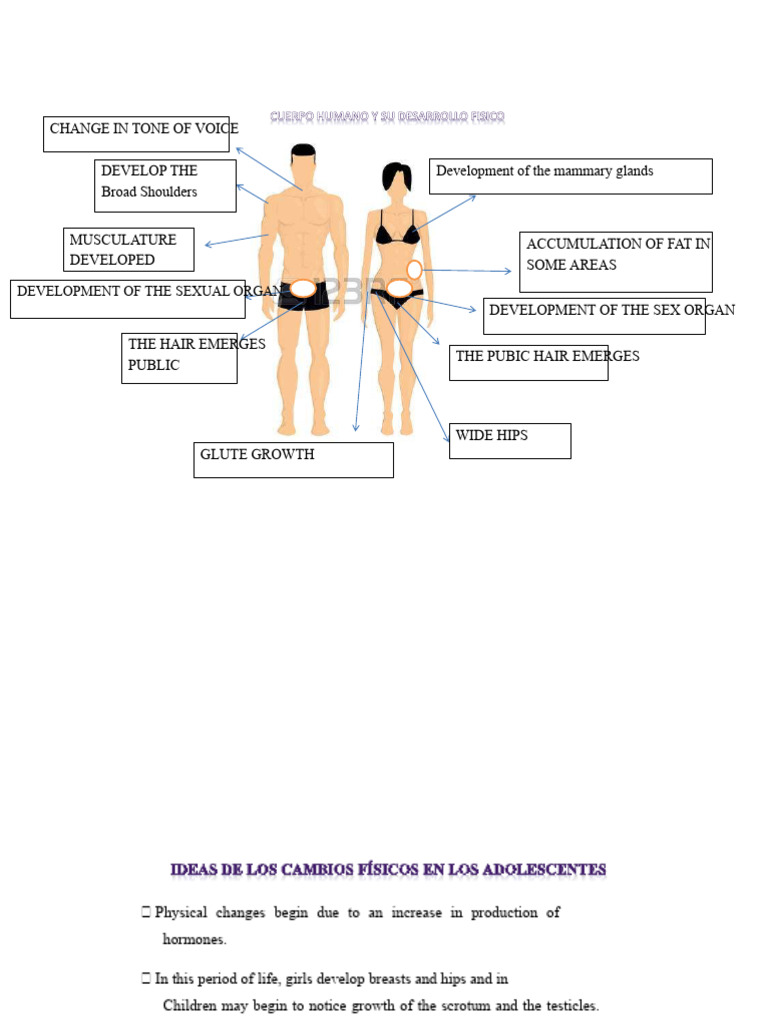 Human Body and Its Physical Development | PDF