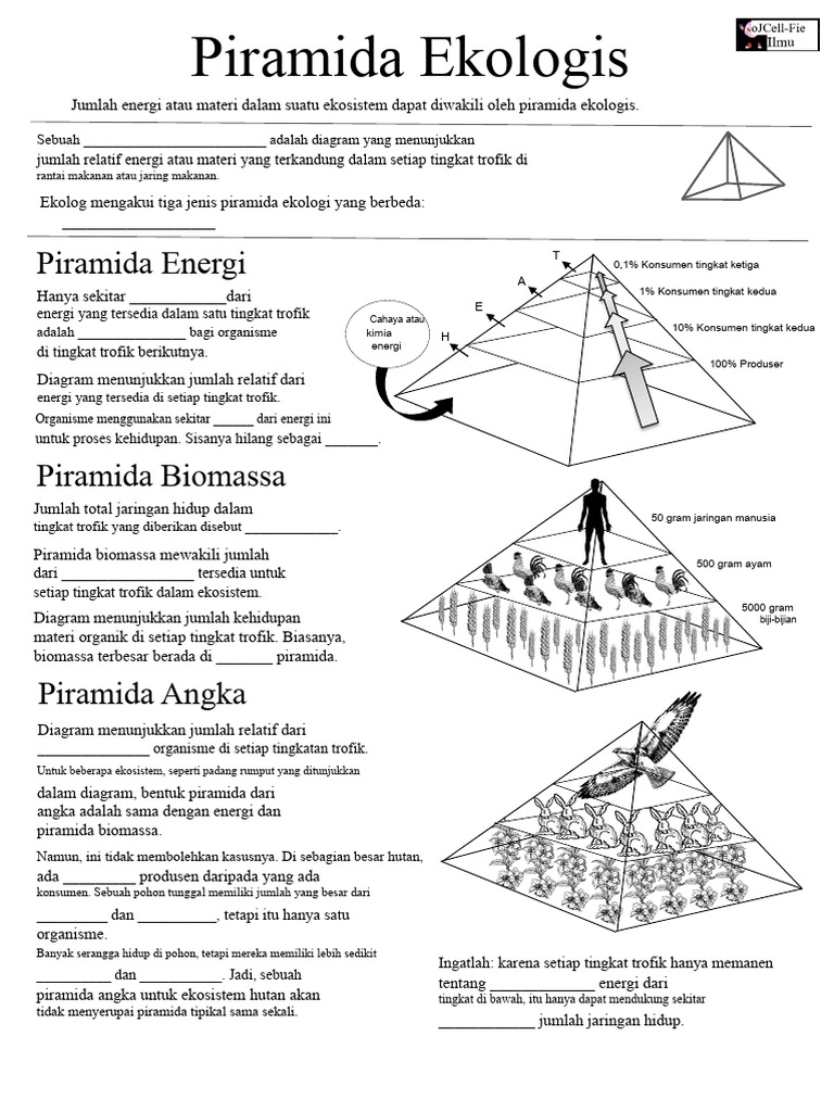 Pemahaman Piramida Ekologis dan Trogik | PDF