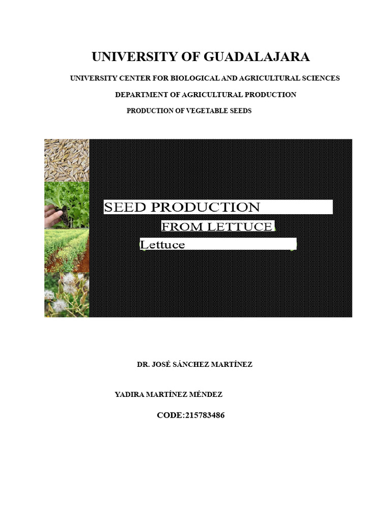 Lettuce Seed Production | PDF | Petal | Flowers