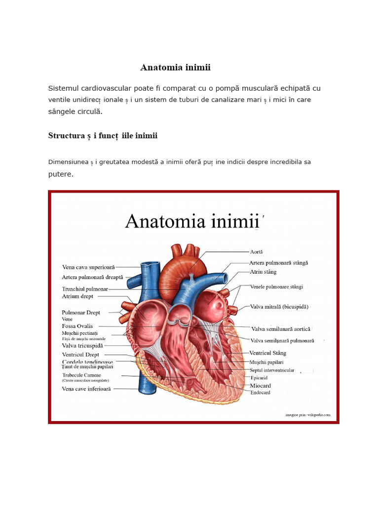 Anatomia Inimii | PDF