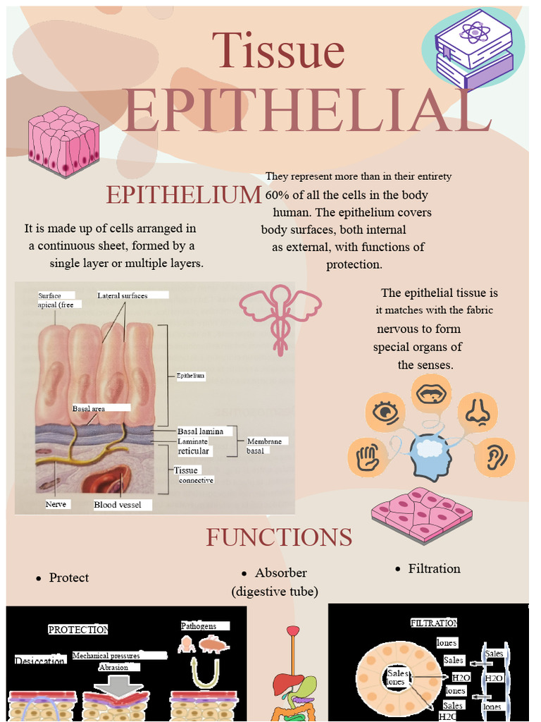 Infographic EPITHELIAL TISSUE | PDF | Epithelium | Glands