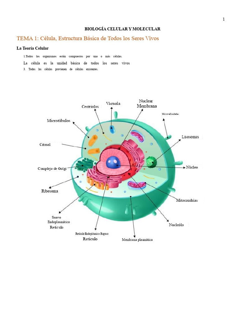 Estructura y Tipos de Células Vivas | PDF | Biología Celular) | Eucariotas