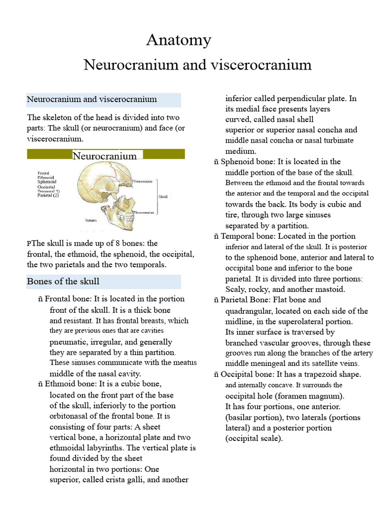 Neurocranium vs. Viscerocranium Anatomy | PDF | Skull | Primate Anatomy