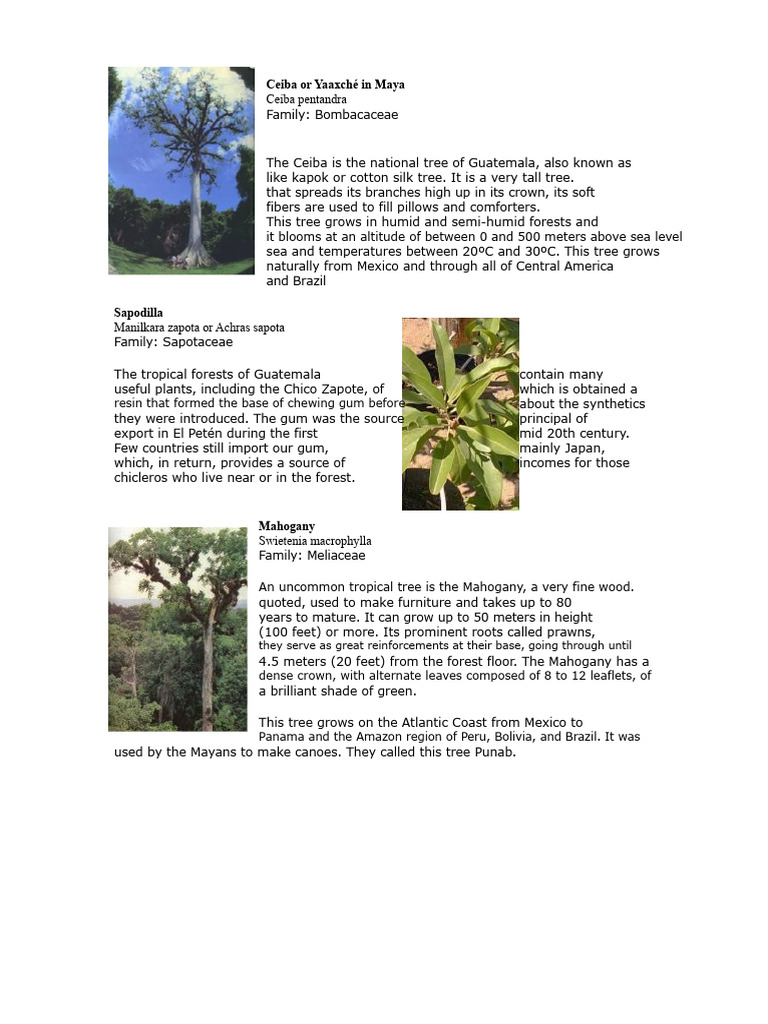 List of Tree Names With Their Scientific Names | PDF | Trees | Botany
