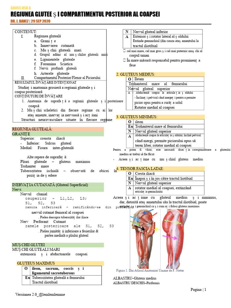 1.12 Regiunea Gluteală Și Compartmentul Posterior Al Coapsei PDF | PDF