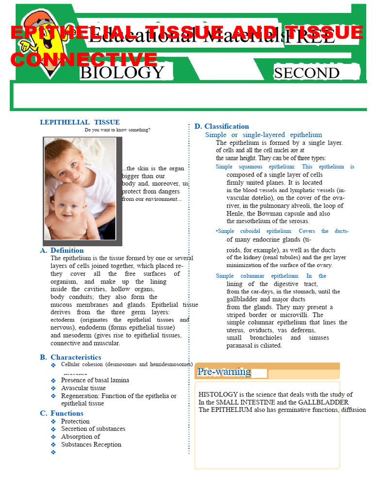 Epithelial and Connective Tissue Overview | PDF | Epithelium ...