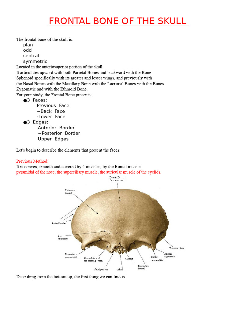 Frontal Bone of The Skull | PDF | Human Nose | Skull