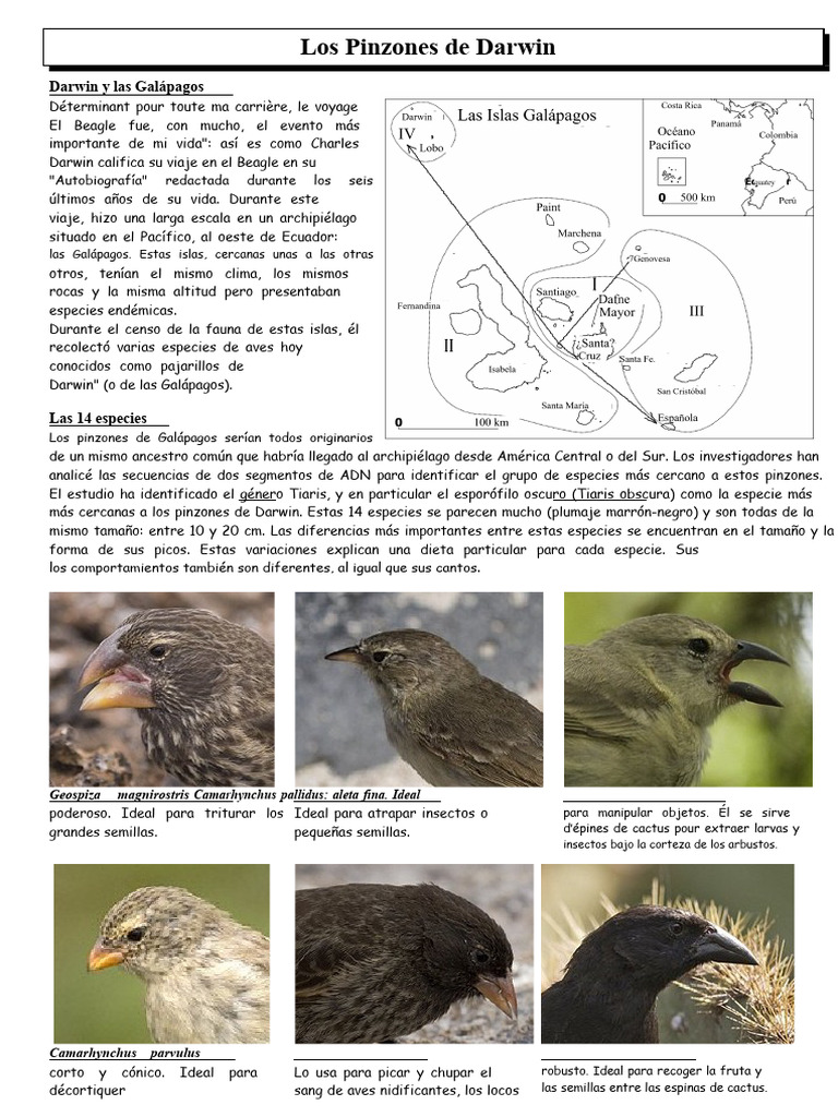 Pinzones de Darwin y su evolución | PDF | Islas Galápagos | Charles Darwin