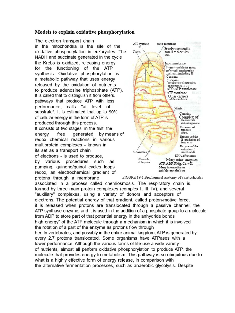 Oxidative Phosphorylation Overview | PDF | Electron Transport Chain ...