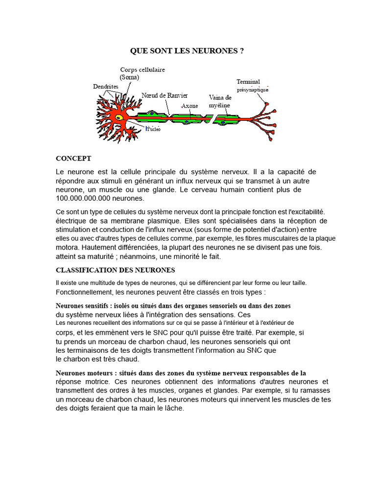 Comprendre les neurones et leurs fonctions | PDF | Neurone | Synapse