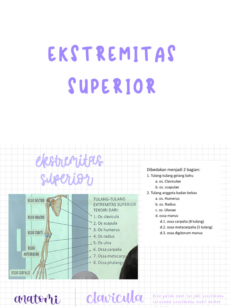 Struktur dan Fungsi Extremitas Superior | PDF