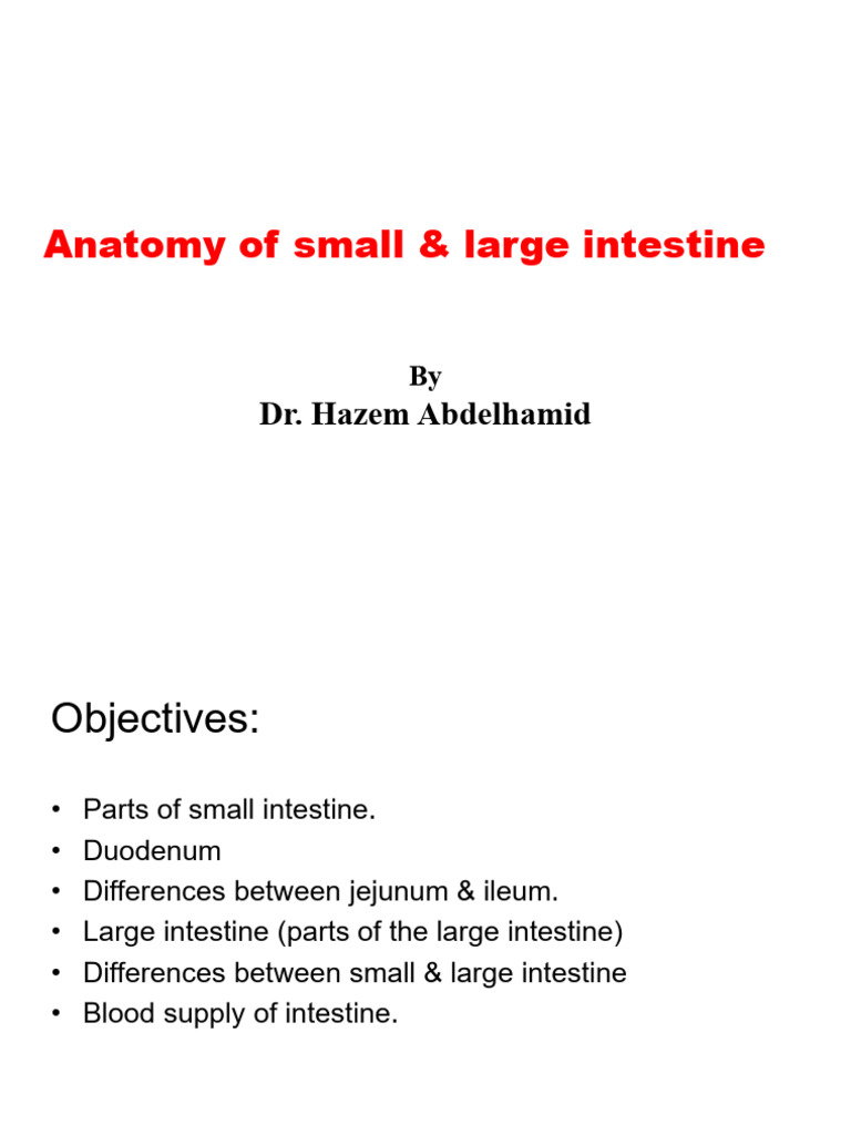 Anatomy of Small Large Intestine 2 | PDF | Large Intestine | Small ...