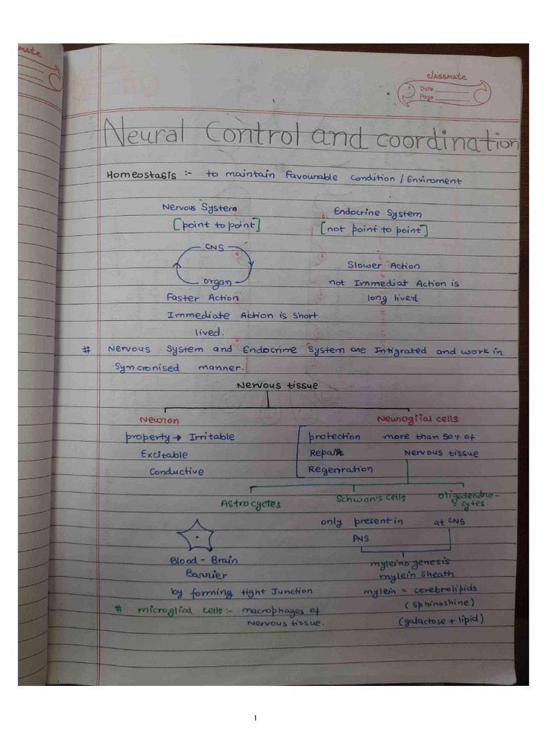 Neural Control and Coordination | PDF