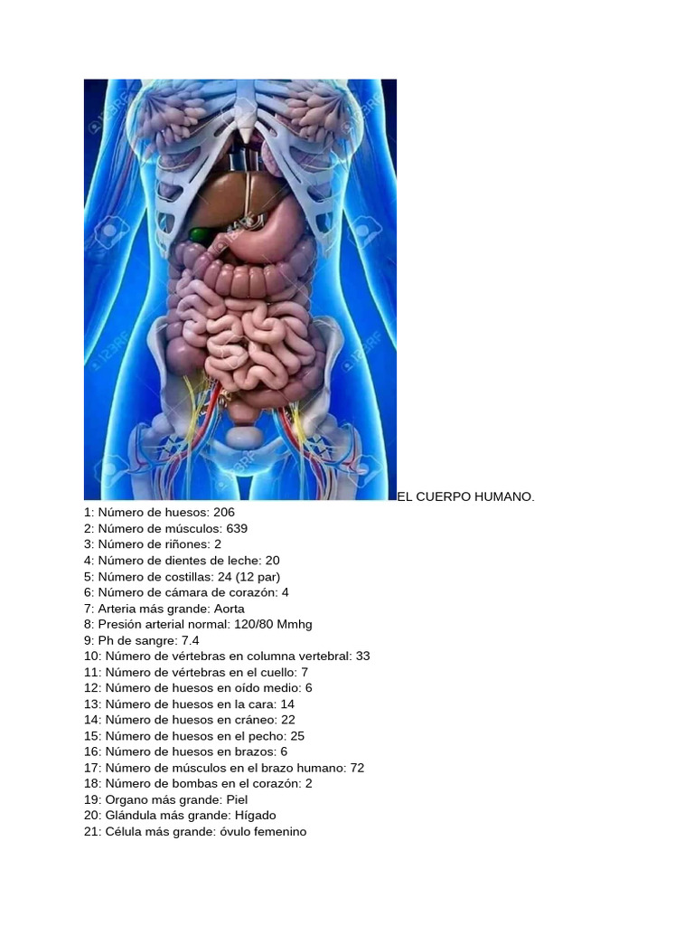 Datos Clave del Cuerpo Humano | PDF