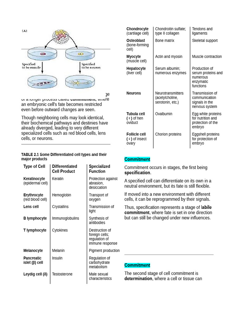Cell Commitment and Differentiation Mechanisms | PDF | Cell Nucleus ...