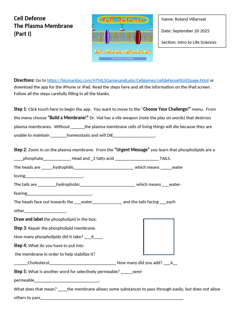 Activity 2 (Cell Types - Defense) | PDF | Cell (Biology) | Cell Membrane