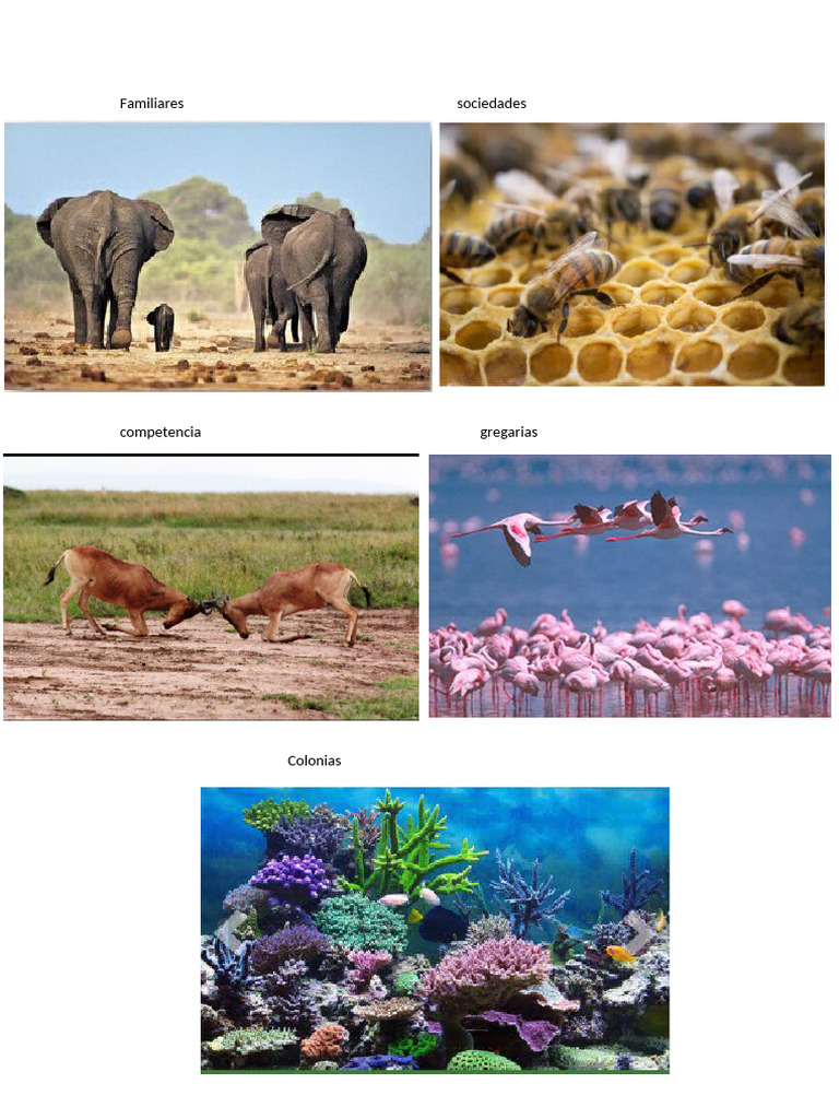 Relacione de Animales | PDF