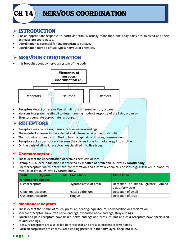 Nervous Coordination-1 | PDF | Neurotransmitter | Chemical Synapse