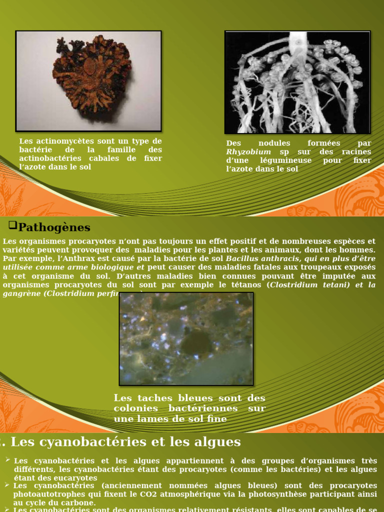 Rôle des micro-organismes dans le sol | PDF | Cyanobactéries | Prokaryota