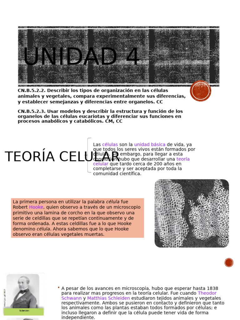Estructura y Función de Células Eucariotas | PDF | Biología Celular ...