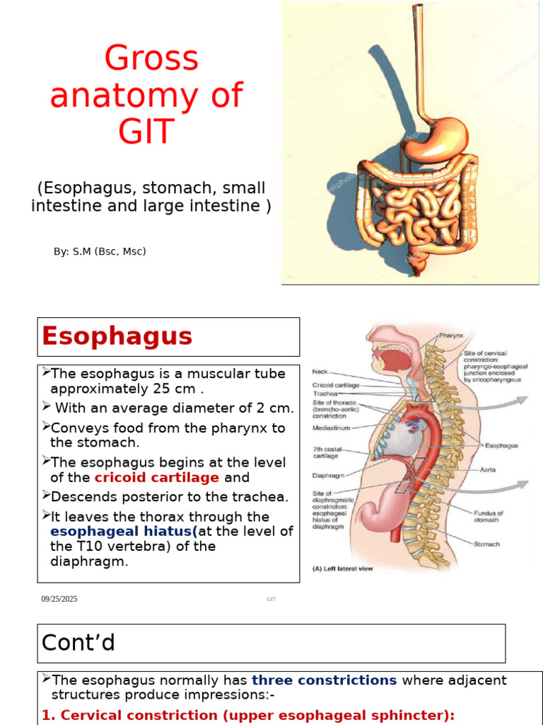 Gross Anatomy of the GIT: Esophagus & Stomach | PDF | Esophagus | Stomach