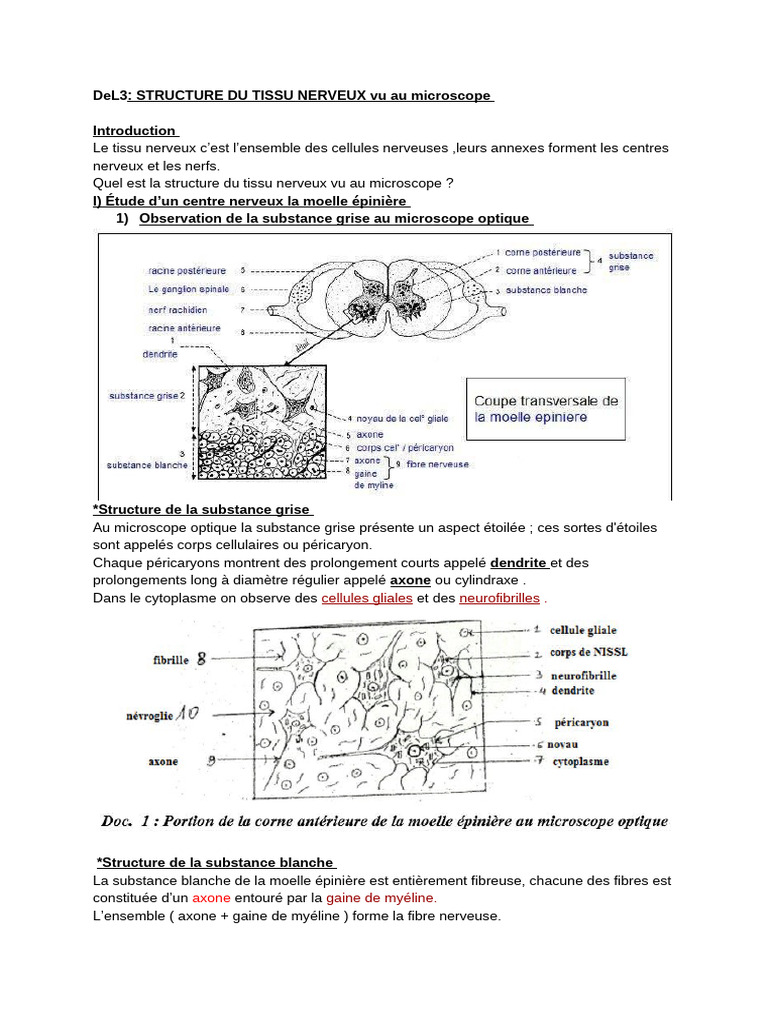 Structure du tissu nerveux au microscope | PDF | Nerf | Myéline