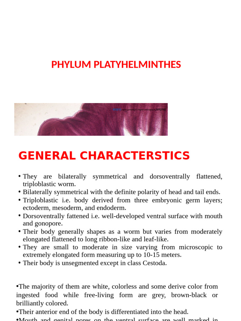 Phylum Platyhelminthes | PDF | Zoology | Reproduction