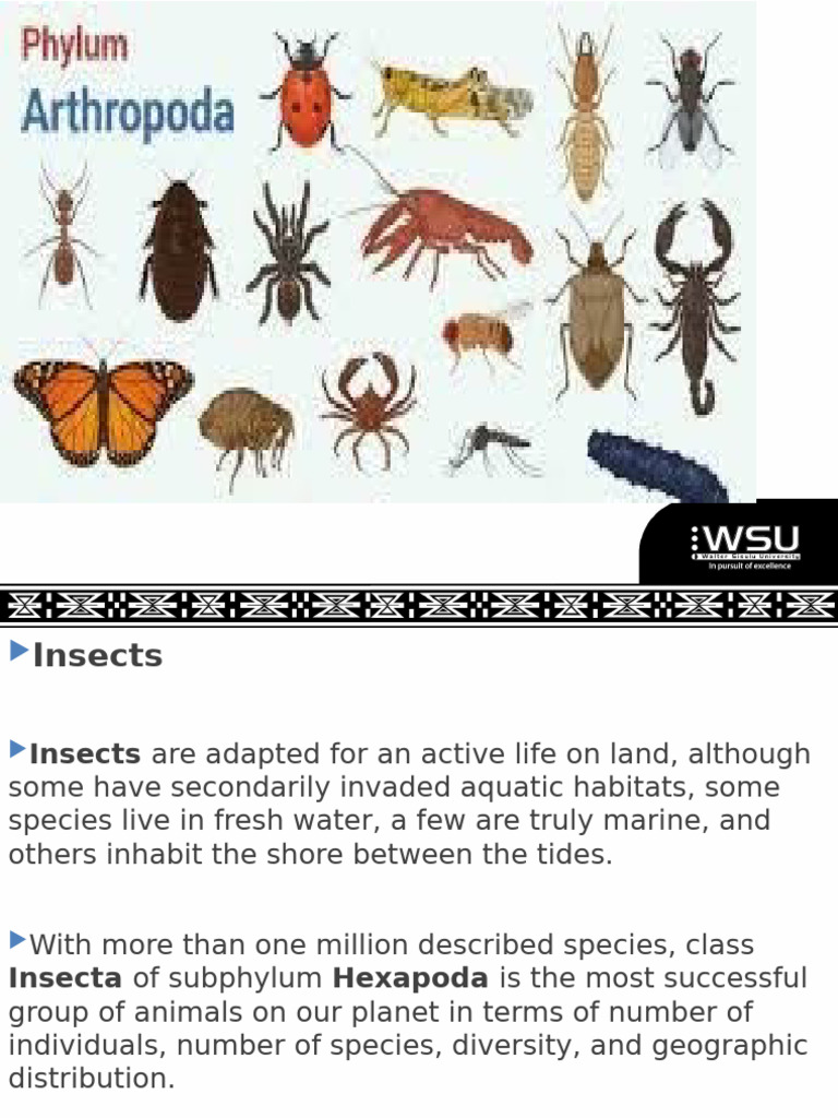 BAP15W2 Part 12 Arthropoda - Insects | PDF | Hexapoda | Insects