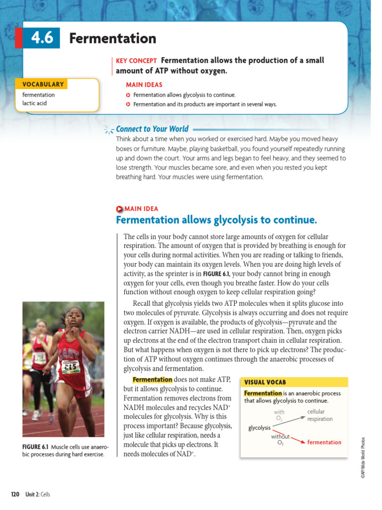 Understanding Fermentation Processes | PDF | Cellular Respiration ...