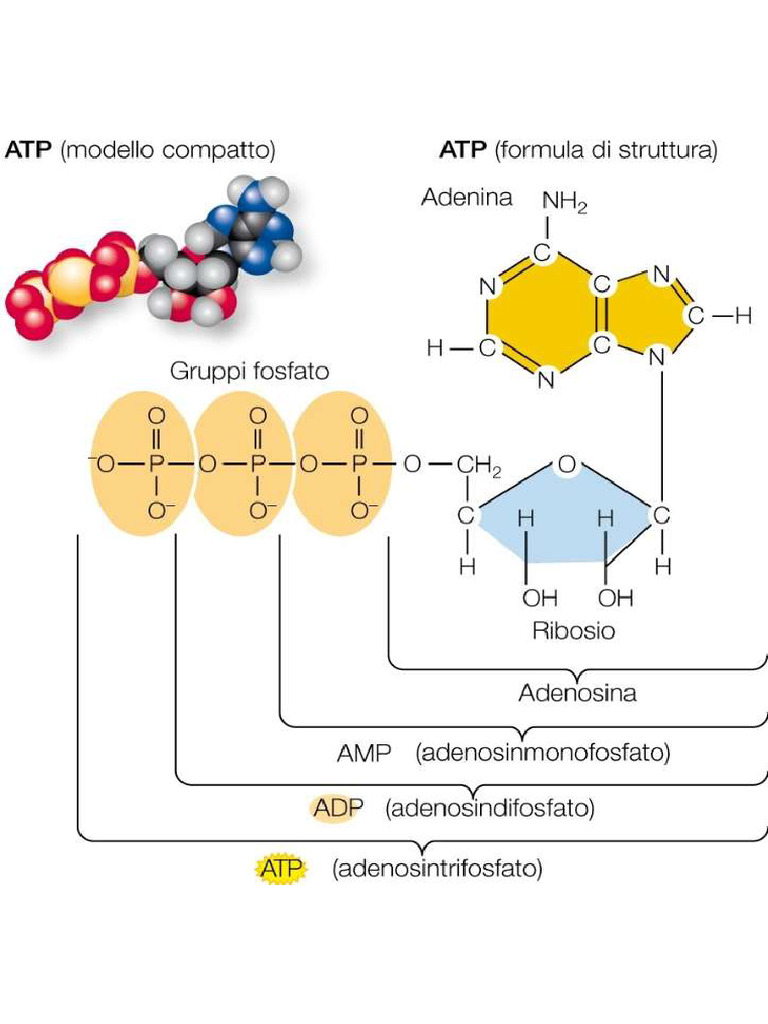 ATP | PDF