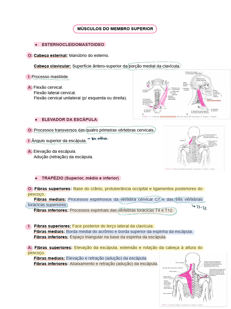 Músculos Do Membro Superior | PDF | Vértebra | Anatomia dos primatas