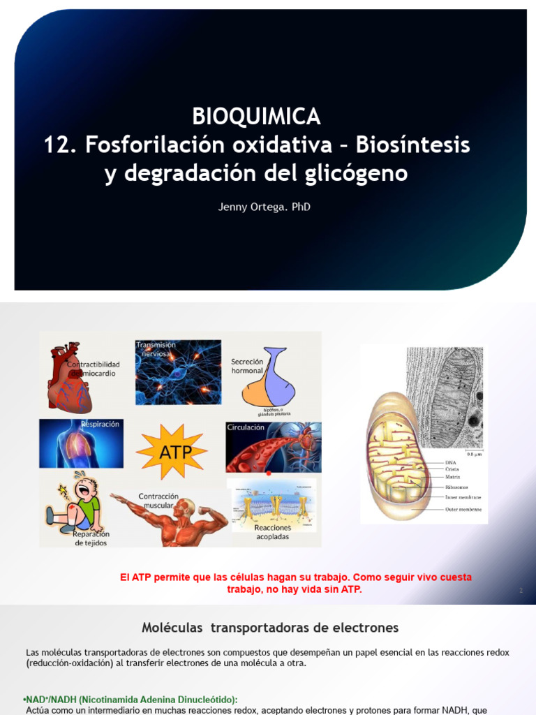 Fosforilación Oxidativa | PDF | Cadena de transporte de electrones |  Trifosfato de adenosina, image size:768x1024