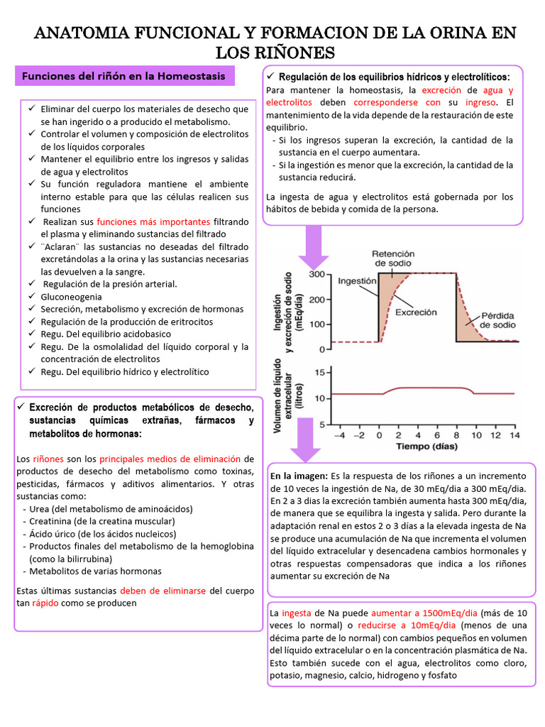 Cap 26. Riñones Formacion de La Orina y Anatomia | PDF | Riñón | Micción