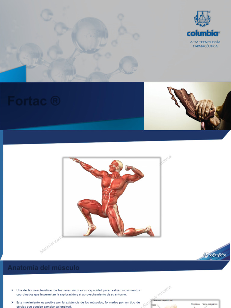 Presentación FORTAC 26 01 23 | PDF | Músculo | Contracción muscular