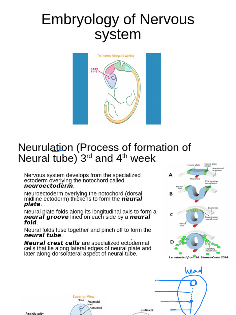 Development of Nervous System | PDF | Central Nervous System | Spinal Cord