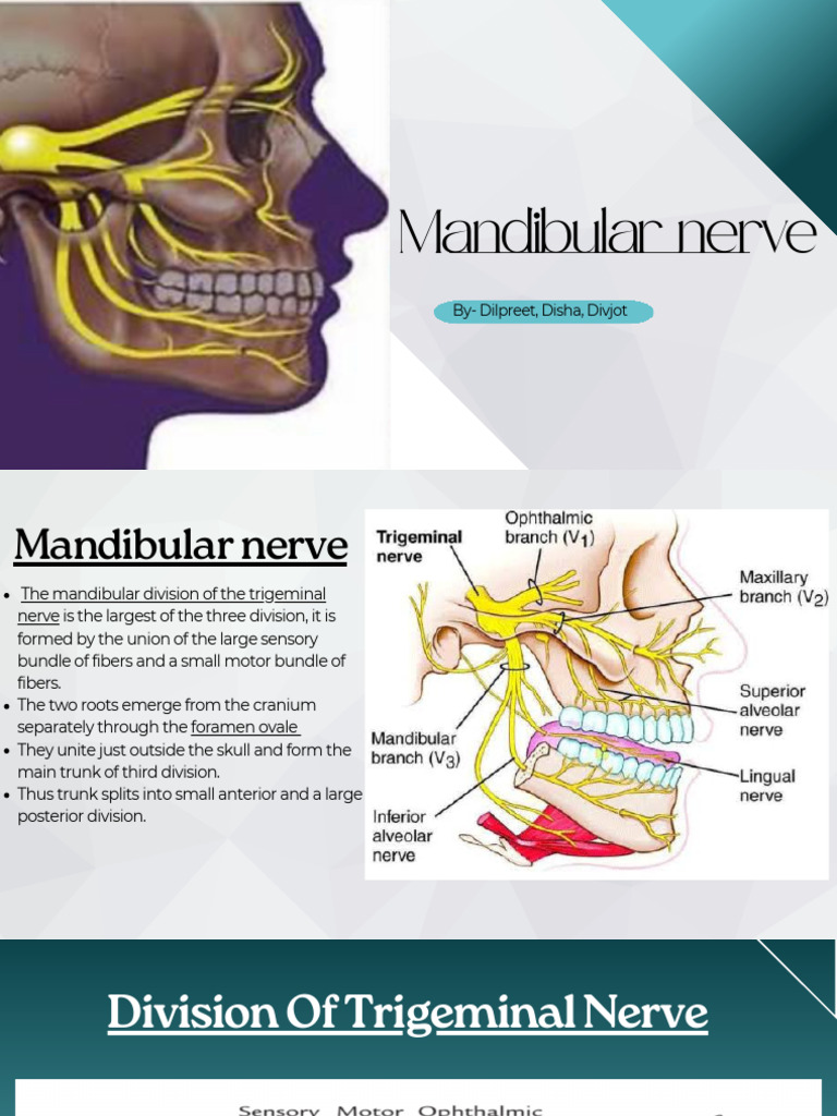 Mandibular Nerve Anatomy Overview | PDF