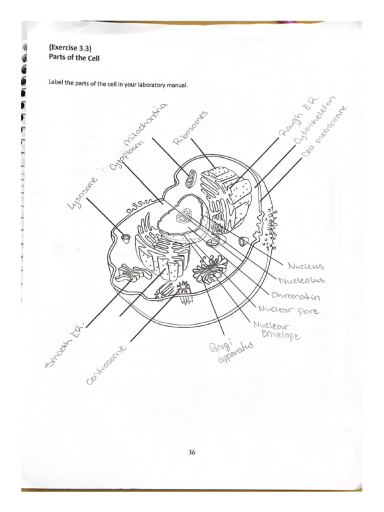 Lab Exercise #2.6 Parts of The Cell | PDF
