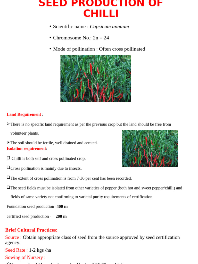 Chilli Seed Production Guide | PDF | Capsicum | Chili Pepper