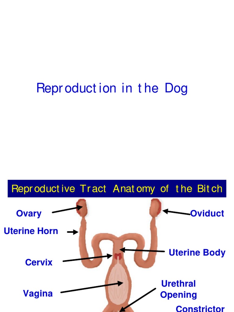 Dogs Reproductive System , New Insights in Canine Reproduction – CWSC